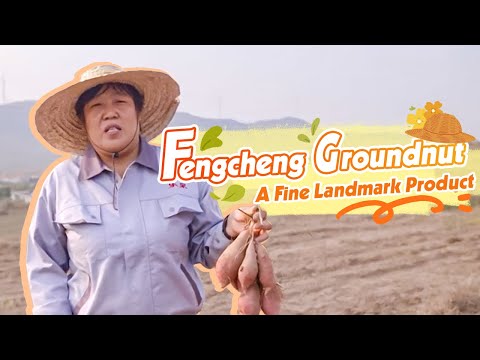 好山好水出好薯，从种植到收获，丰城地瓜的匠心种植｜China Today 中国头条