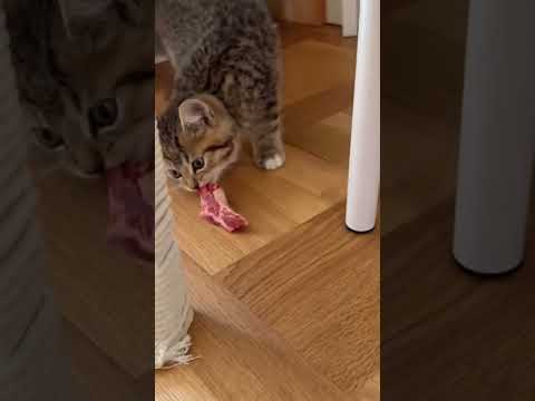 cat eating fun video 🤣 😂 😆 #cat #reaction #funny #love #baby #pets #comedy #catvideos #toyhouse #fun