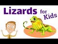 Reptile Characteristics and Behaviors