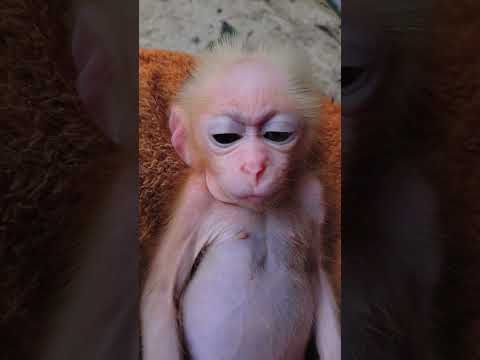 cute baby monkey hiuhiu #monkey #babymonkey #cute #animals