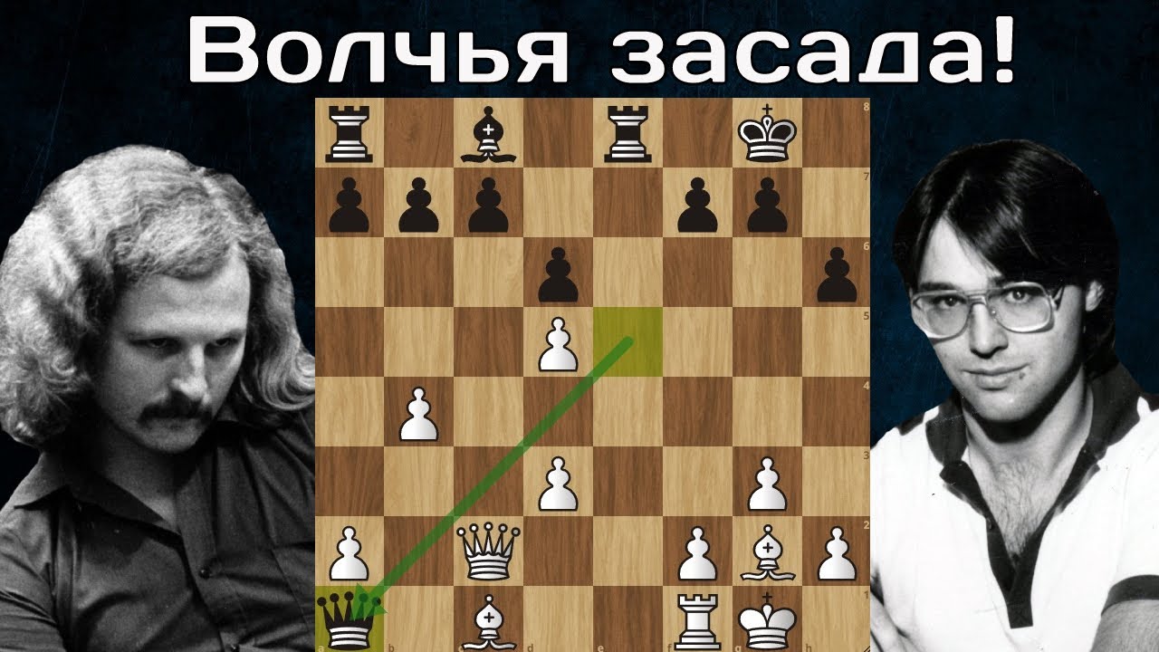 Матерый волчара Майлс охотится на ферзя