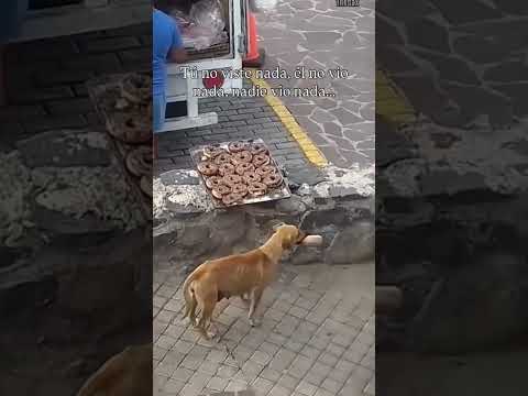 #perritos #amoalosperros #amoalosanimales