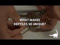 Reptile Adaptations and Conservation Issues