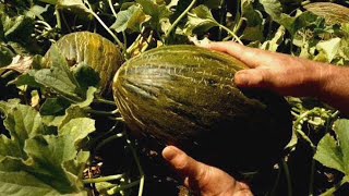 Truco!  Cómo se Sabe que un Melón ya Está Maduro y Listo para Cosechar