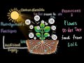 Plant Nutrition and Photosynthesis Concepts