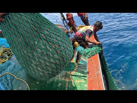 Big Catch Fishing in The Sea | Net Fishing in The Sea | Latest Fish Video | KADAL TV