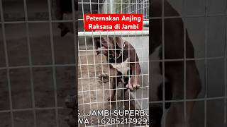 Peternakan Anjing Raksasa Di Sumatera