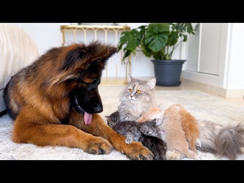 Mom Cat Shows Baby Kittens that Giant German Shepherd is Safe for Them