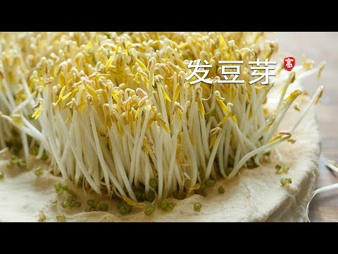 发绿豆芽 Grow Mung Bean Sprouts 三个要点 一次成功 