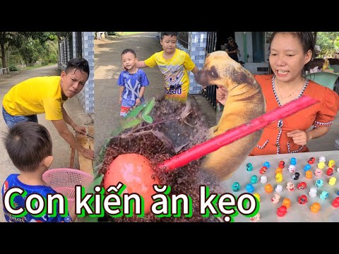 Con kiến có ăn kẹo không và những video vui nhộn