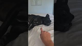 My mom no longer loves me…Adoption applications are now open. #StaffordshireBullTerrier #DramaDog