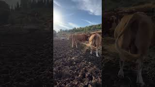 No John Deere this time 🦌🤠