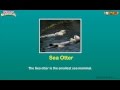 Marine Mammals Knowledge Assessment