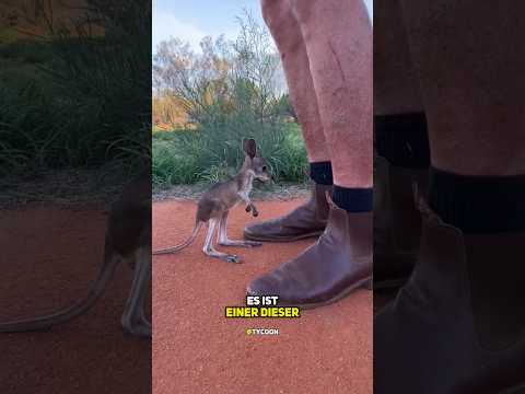 #känguru