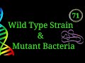 Bacterial Genetics and Mutations