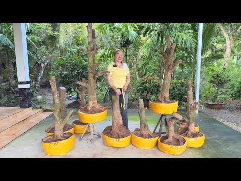 PHÔI MAI VÀNG ngày 20/7/2025(#O377721167 SƠN) MAI TỨ QUÝ, PHÔI GIẤY 13/7/2O25 - @bonsai Can Tho