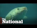 Fisheries Management and Economic Challenges