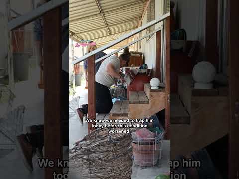 Cat in poor condition Rescued