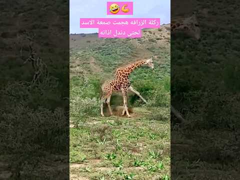 ركلة الزرافه عرفت الاسد طريقه #shorts#