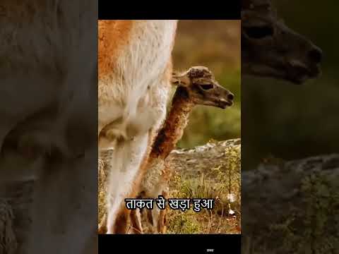 In order to protect her child, the mother lama took the risk to lure away the cougar #short #animals