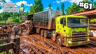 ¡Sacando GANADO CON EL PODEROSO HINO 700! | Farming Simulator 25