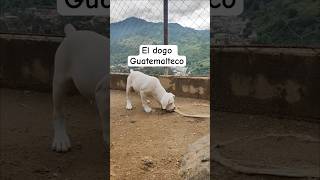 El dogo Guatemalteco #guatemala