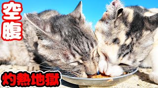 猛暑 灼熱でとんでもない日に空腹な猫たちにご飯をあげると・・・ さくらねこへのエサやり 癒され野良猫動画 感動猫動画