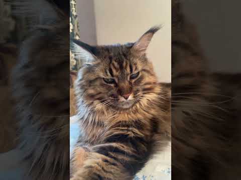 Это Чарли ! Это не только домашние животные … #мейнкун #веселыекоты #прикольныекоты #кот #видосыотко