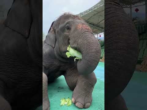 Elephant eating Cabbage
