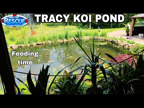 Feeding the koi in the TRACY POND