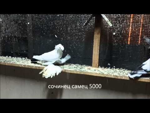 голуби узбекской породы
