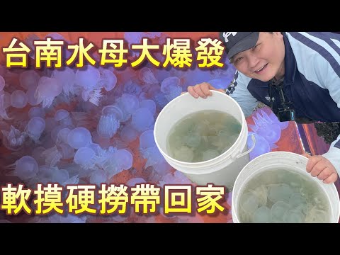 【水母大爆發 南下帶回家】冬季的宜蘭水母消失無蹤，聽聞台南有同業養殖池爆發水母潮，帶上採集裝備南下小遠征了解一下。