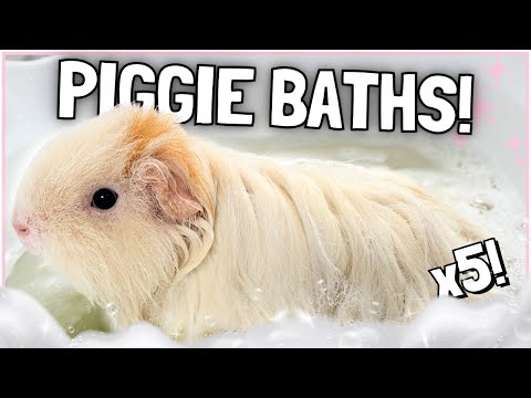 Bathtime Routine for all FIVE Guinea Pigs! 🛁🐹