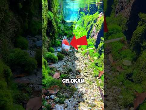 Selokan di Jepang Sejernih Aquarium #shorts