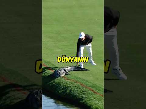 Golf Sahasına Atlayan Timsah 🐊 ⛳️ 😳