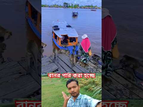 বানরকে অন্য জঙ্গলে নিয়ে যাওয়া হচ্ছে 😱