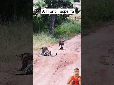 hiena  leopardo #wildlife #leopard #africa #animals #hienas @EldoradoTesouro