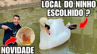Ajuste Ninho do cisne Branco | Galinha indo dormir com os pintinho e Ninho da gansa | Aves Recriar