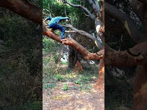 tiger attack #youtubeshorts # #trending #tiger #viral