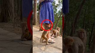 The monkey got into the girl's clothes 🤪 | Wait For End 🤯