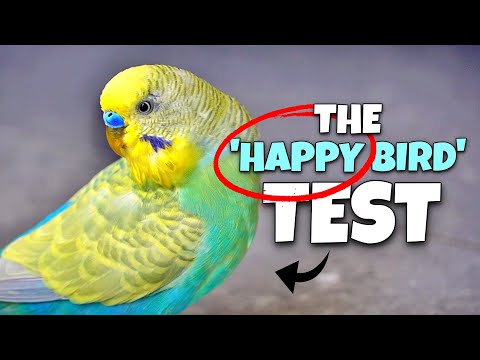 How to Check if Your Bird is REALLY Happy & Healthy