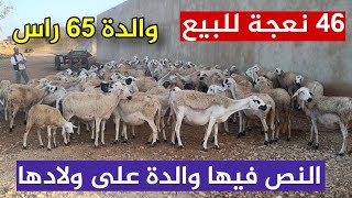 (46) نعجة والدة على ولادها والخروفات ضارات نواحي السبت جحجوح 0604375099 فرصة لا تعوض فرجة ممتعة