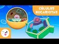 Conceptos Clave de Biología Celular