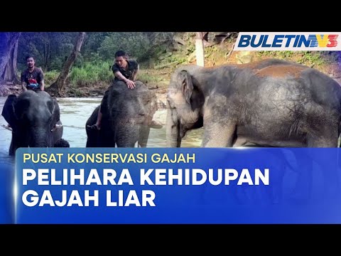 PUSAT KONSERVASI GAJAH | Selain Perlindungan, Mampu Urus Konflik Gajah Liar & Manusia