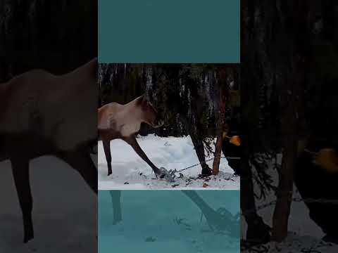 Could You Imagine How the Moose Behaved After Being Freed #animal #animalrescue #animalshorts