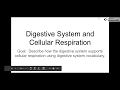 Digestive and Respiratory System Functions