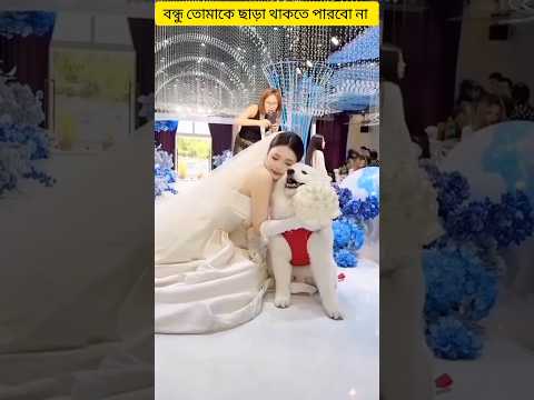 বন্ধু আমি তোমাকে ছাড়া থাকতে পারবো না #shorts #dog #youtubevideo
