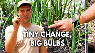 Do This ONE THING to Grow Larger Onions Guaranteed! 