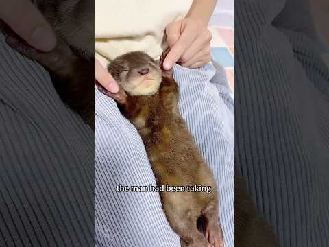 The reason why the otter suddenly bit someone is actually like this!#shorts #otter #animals #love
