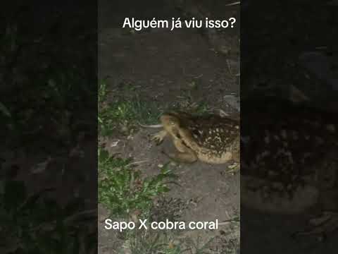 Sapo-cururu comendo cobra coral